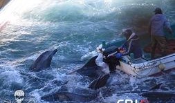 海豚湾在线观看,在线观看揭示的海洋悲剧